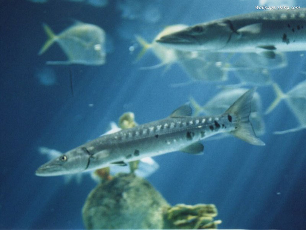 2014��߿���W���W���T����I��W����������W�