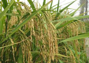 2014��߿���W���W���T����I��W����������W